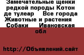 Замечательные щенки редкой породы Котон де тулеар  - Все города Животные и растения » Собаки   . Ивановская обл.